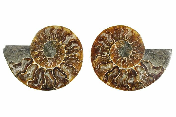 Cut & Polished Ammonite Fossil - Madagascar #379118
